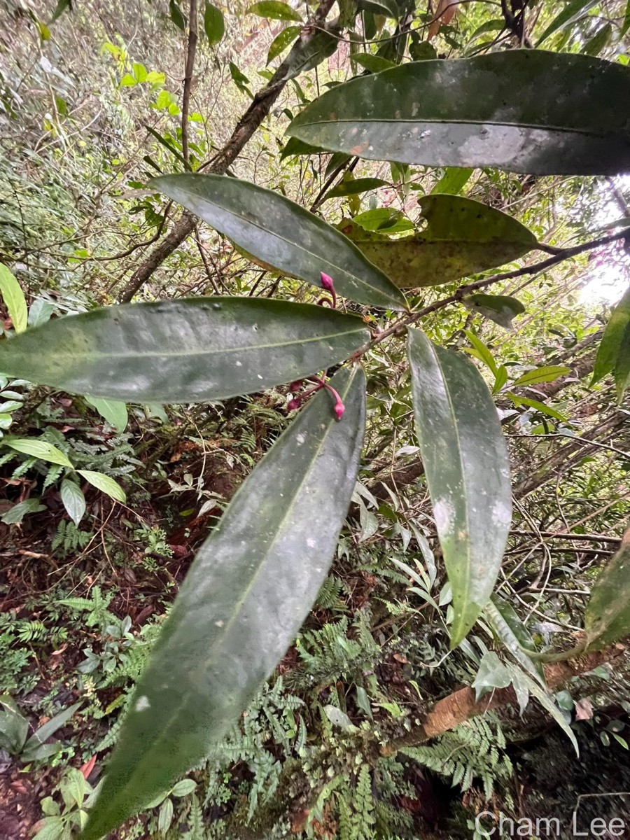 Ardisia gardneri C.B.Clarke
